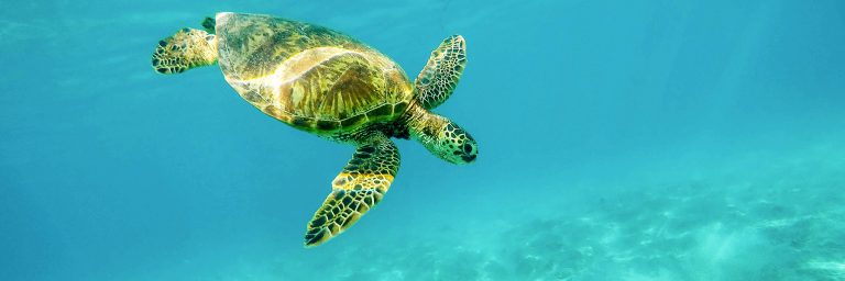 aboutTURTLE 768x256
