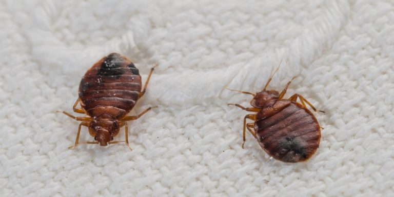 bed bugs 768x384