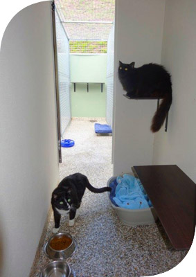 cattery gold coast boarding 250px3
