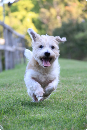 dog boarding kennels gold coast 2