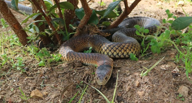 lowland copperhead 768x412