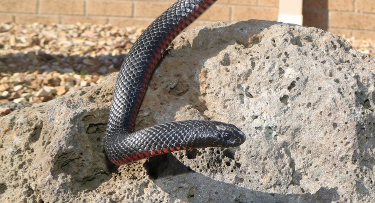 red bellied black snake 768x416