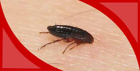 Flea Control 1