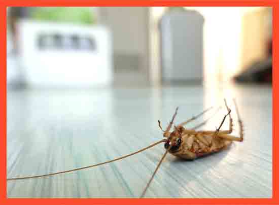 Pest Control Service 1 1