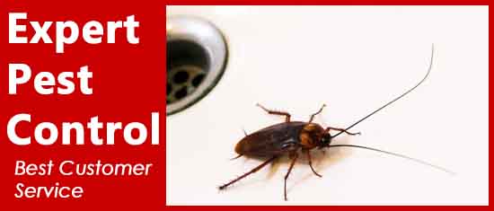 Pest Control Service 1