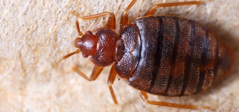 main rentokil com bed bugs hero 165212462 770x360 768x359