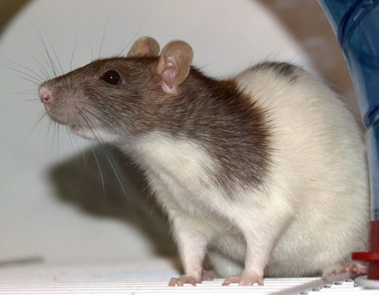 1200px Ratte Vache 768x598