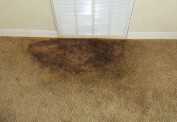 Carpet Mould Removal Service Hobart
