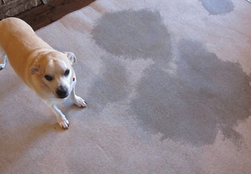 Carpet Sanitisation Services Hobart