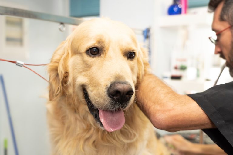 Male dog groomer washing a large golden retriever in mobile dog wash van 768x512