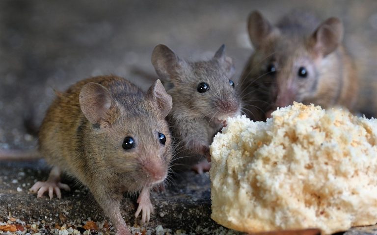 Mice 1920x1200 768x480