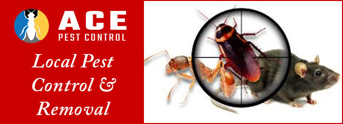 Pest Control Brisbane 1