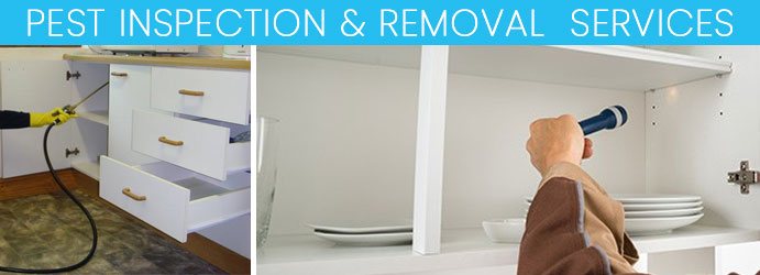 Pest Inspection Melbourne 1