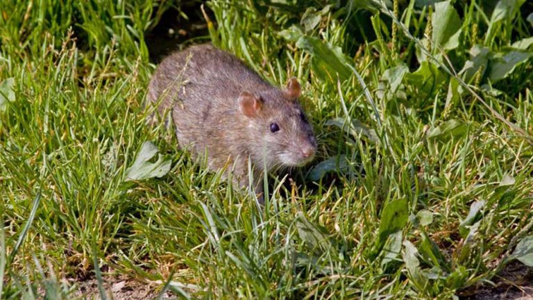Rat 768x432