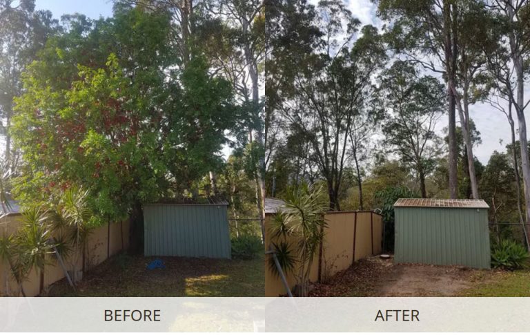 Tree Removal 768x485