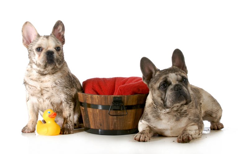 Two small dogs covered in dirt 768x497