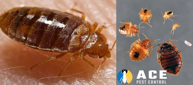 bed bugs pest control brisbane 4