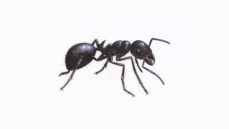 black garden ant 1200x675 Copy 768x432