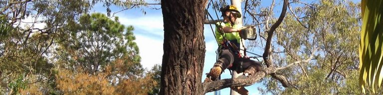 gold coast tree cutting services 1200x300 768x192