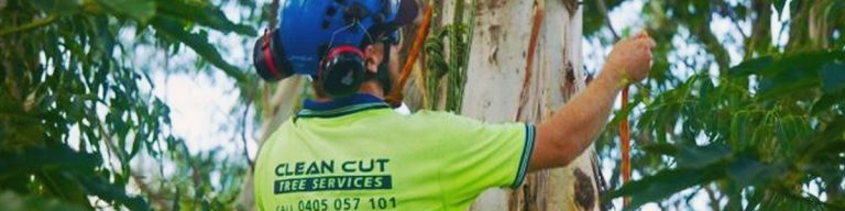 gold coast tree removal services 1200x300 768x192