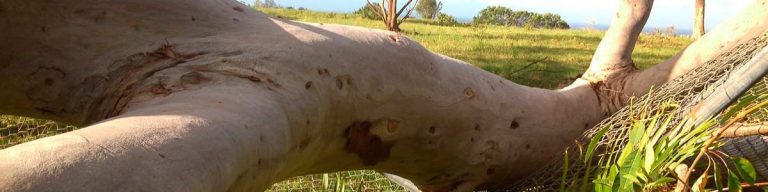 gold coast tree services 1200x300 768x192