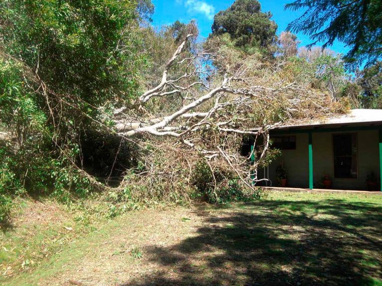 goldcoast tree maintenance 768x576