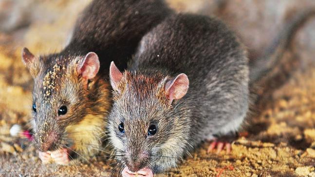 mice