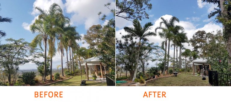 palm cleaning 02 before2 768x341