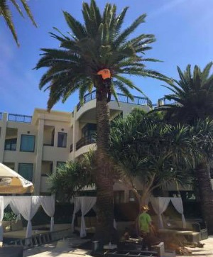palm prunning removal 1