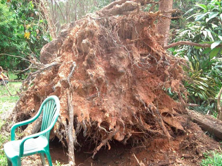 tree cutting services 768x576