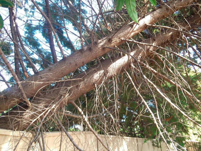 tree maintenance services 768x576