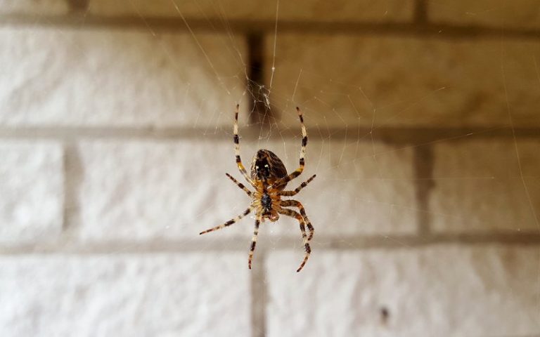 what after pest control 768x480
