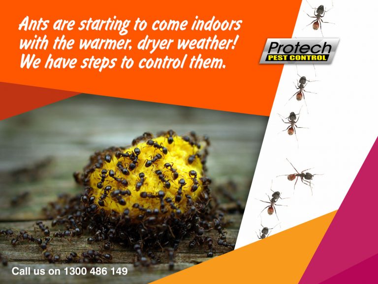 Ant control 768x576