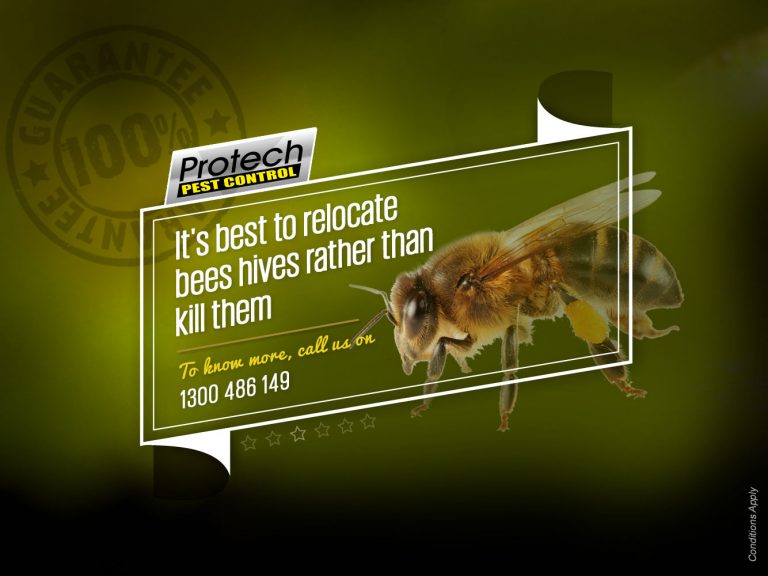 Bee removal 768x576