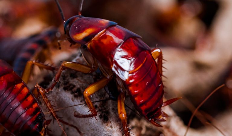 Cockroach topNteaser 768x452