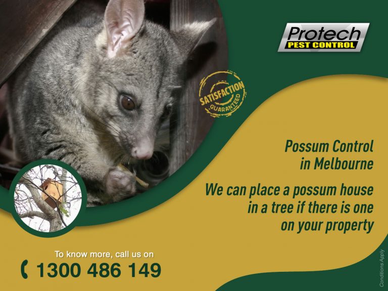 Possum control Melbourne 768x576