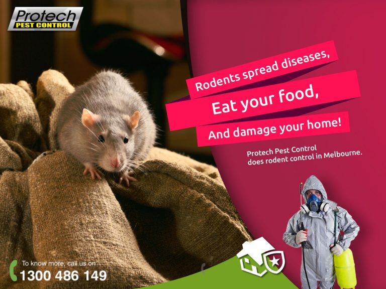 Rodent cotrol 768x576