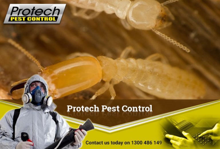 Termite control 768x522
