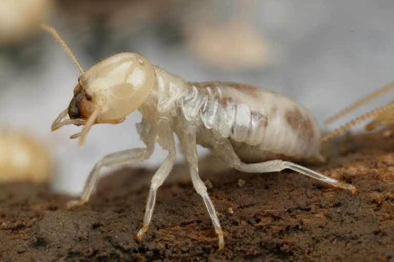 Termite control Melbourne 1 768x511
