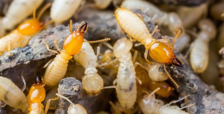 Termites or white ants crawling on wood 825x420 768x391
