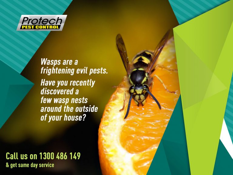 Wasp Remove 768x576