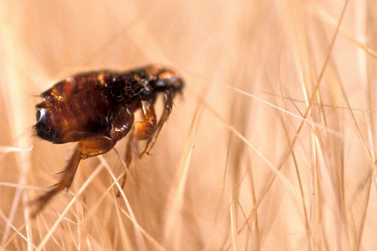 flea removal bg 768x512