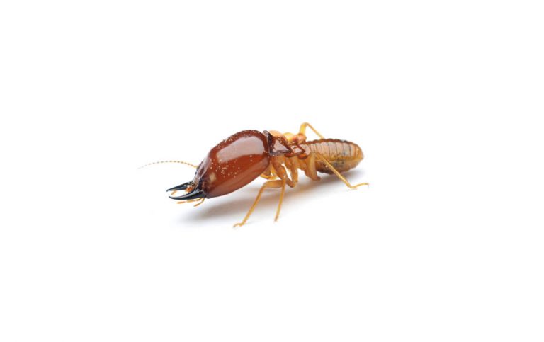 termite control melbourne 768x483