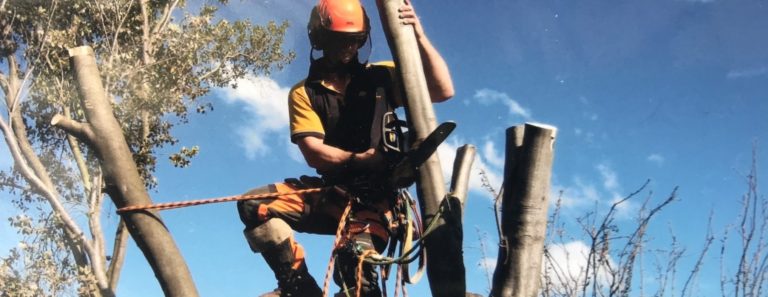 tree trimming process 768x297