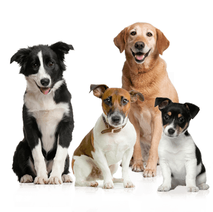 15 dog png image picture download dogs
