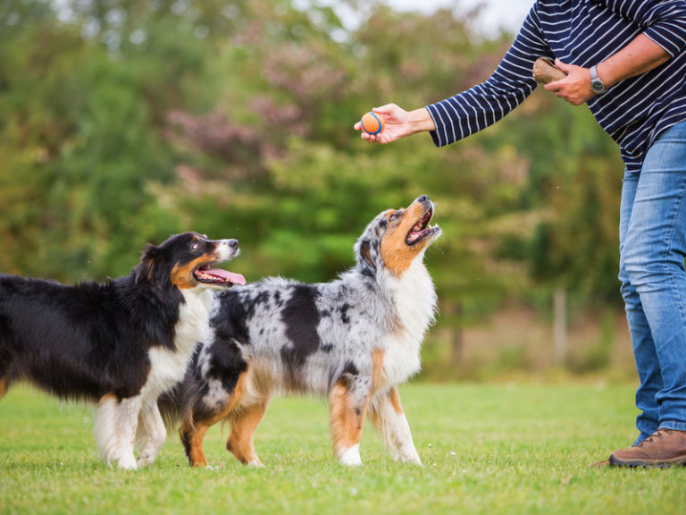 A1 tail waggers dog walker 768x576
