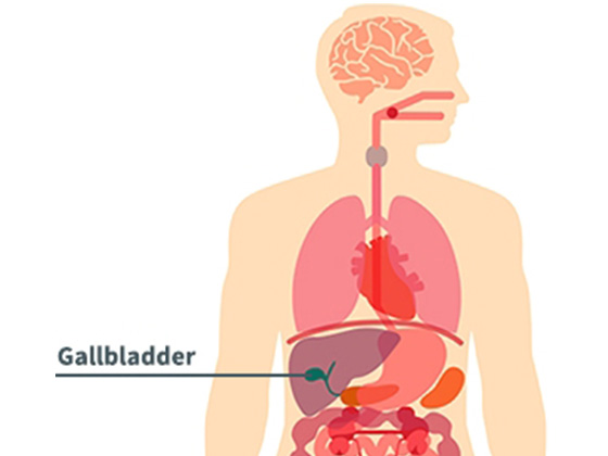 Gallbladder Diagram