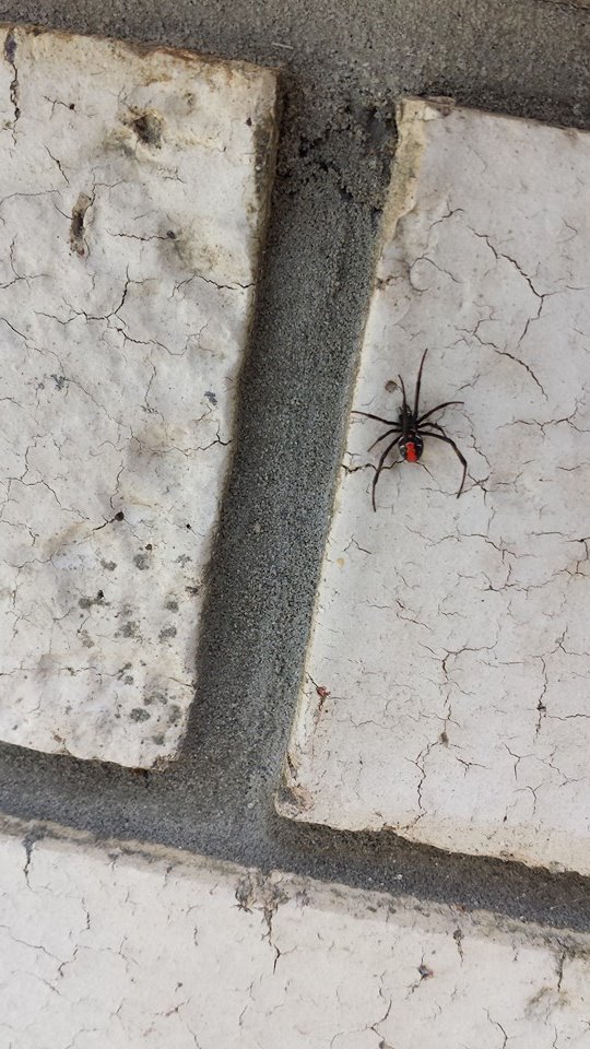 pest control services 2