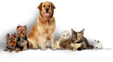allpets