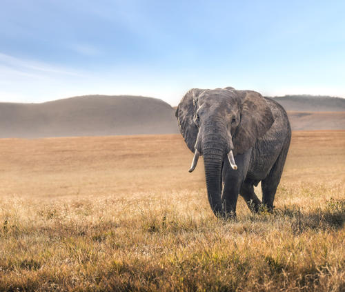 custom africa elephant complete lead med Copy